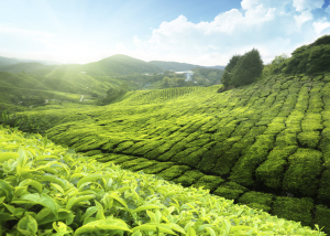 Indonesian Manufacturing Consultant