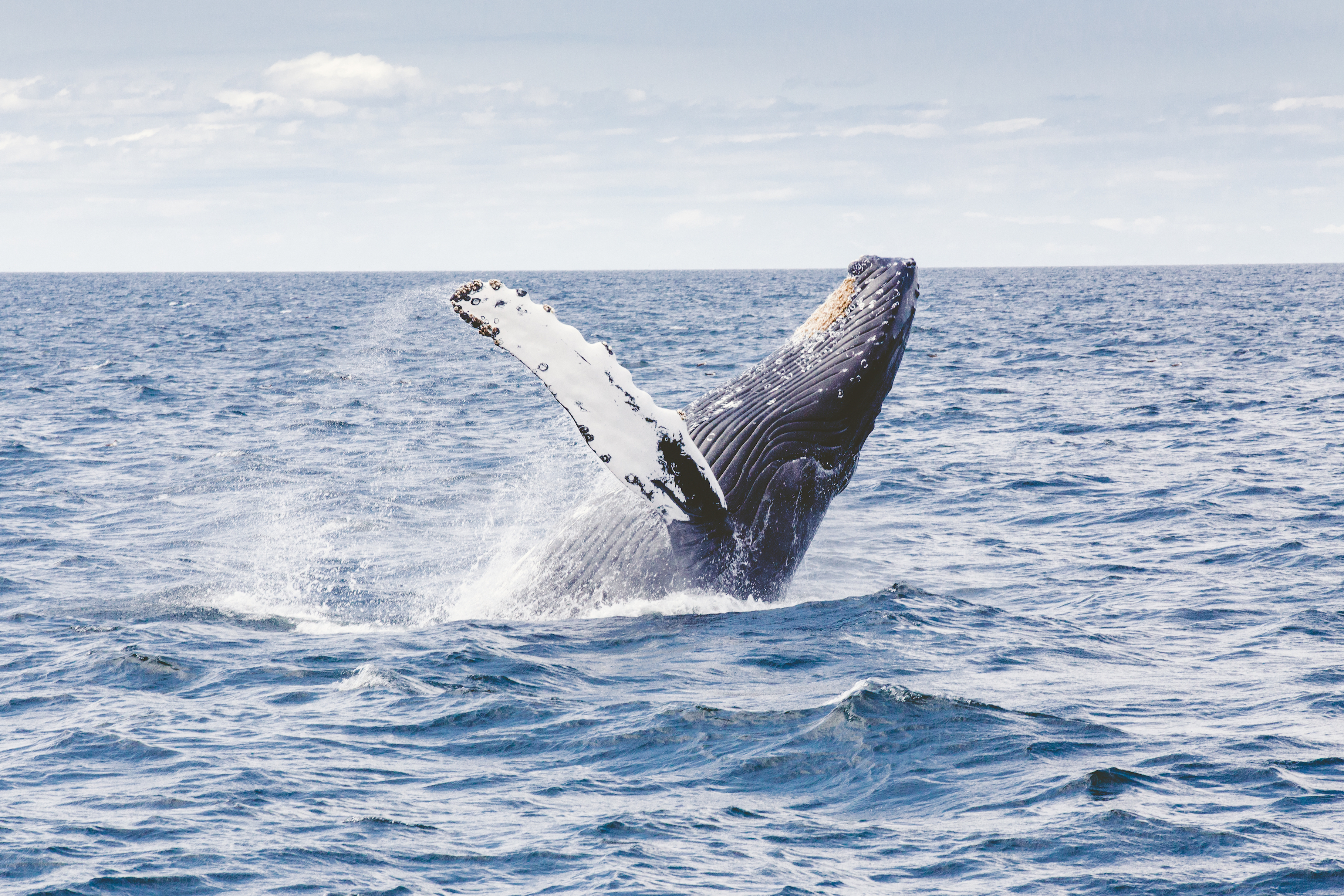 most interesting jobs a love affair with killer whales maven most interesting jobs