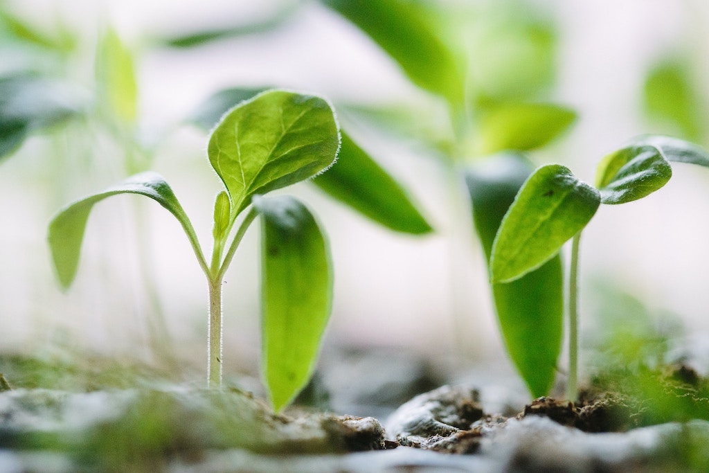 Vertical Farms Investing