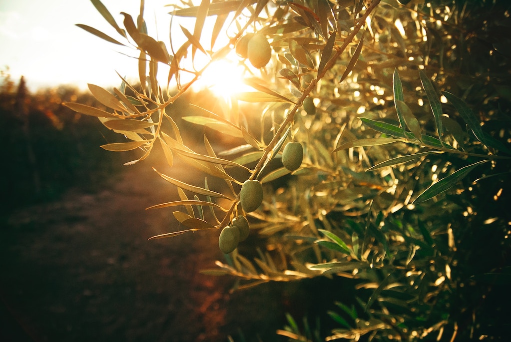 Olive Oil Production Irrigation Water & Wastewater