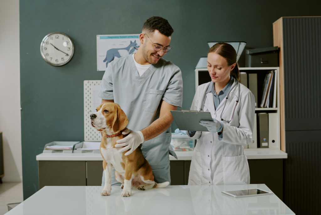 Veterinary Platform Acquisitions and Market Dynamics